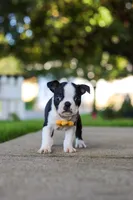 Shawn, a male Boston Terrier for sale in Dundee, OH – 5 of 7