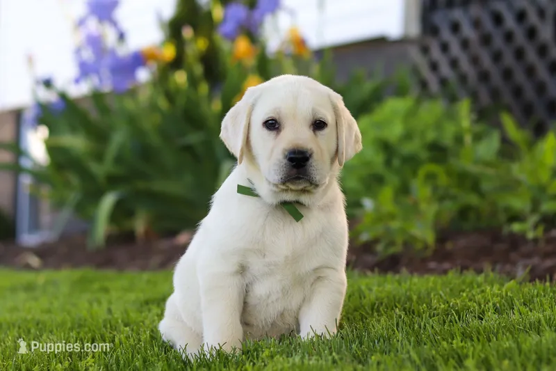 Barney – Labrador Retriever puppy for sale in Dundee, OH