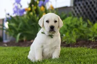 Barney, a male Labrador Retriever for sale in Dundee, OH – 1 of 6
