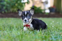 Diamond, a male Pembroke Welsh Corgi for sale in Dundee, OH – 5 of 10