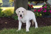 Brittany, a female Labrador Retriever for sale in Dundee, OH – 6 of 7