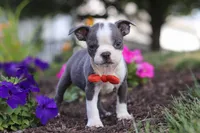 Bradie, a male Boston Terrier for sale in Dundee, OH – 6 of 9