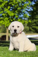 Buddy, a male Labrador Retriever for sale in Dundee, OH – 7 of 7