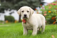 Beth, a female Labrador Retriever for sale in Dundee, OH – 4 of 7