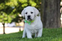 Bernie, a male Labrador Retriever for sale in Dundee, OH – 5 of 8