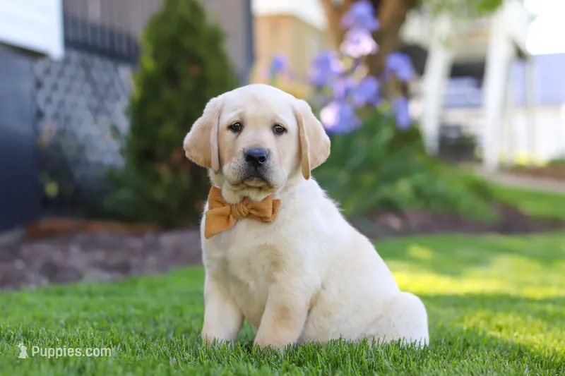 Buster – Labrador Retriever puppy for sale in Dundee, OH
