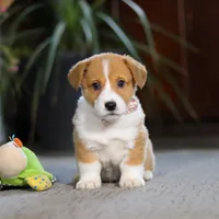 Hailey, a female Pembroke Welsh Corgi for sale in Dundee, OH – Photo 5 of 8