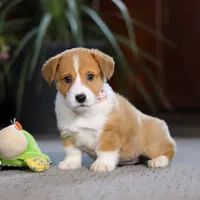 Hailey, a female Pembroke Welsh Corgi for sale in Dundee, OH – Photo 6 of 8