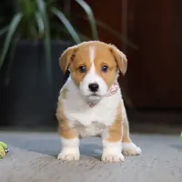 Hailey, a female Pembroke Welsh Corgi for sale in Dundee, OH – Photo 7 of 8