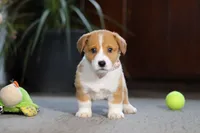 Hailey, a female Pembroke Welsh Corgi for sale in Dundee, OH – Photo 7 of 8