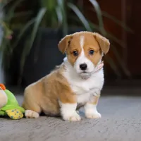 Hailey, a female Pembroke Welsh Corgi for sale in Dundee, OH – Photo 3 of 8