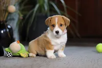 Hailey, a female Pembroke Welsh Corgi for sale in Dundee, OH – Photo 3 of 8