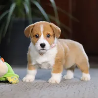 Hailey, a female Pembroke Welsh Corgi for sale in Dundee, OH – Photo 1 of 8