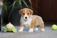 Hailey, a female Pembroke Welsh Corgi for sale in Dundee, OH – Photo 1 of 8