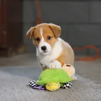 Hailey, a female Pembroke Welsh Corgi for sale in Dundee, OH – Photo 2 of 8