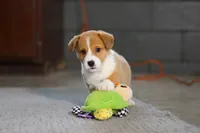 Hailey, a female Pembroke Welsh Corgi for sale in Dundee, OH – Photo 2 of 8