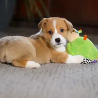 Hailey, a female Pembroke Welsh Corgi for sale in Dundee, OH – Photo 4 of 8