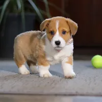 Hailey, a female Pembroke Welsh Corgi for sale in Dundee, OH – Photo 8 of 8