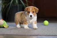 Hailey, a female Pembroke Welsh Corgi for sale in Dundee, OH – Photo 8 of 8