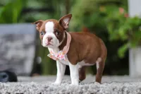 Stacy, a female Boston Terrier for sale in Dundee, OH – Photo 4 of 9