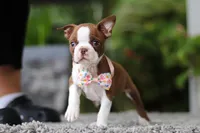 Stacy, a female Boston Terrier for sale in Dundee, OH – Photo 8 of 9