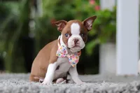 Stacy, a female Boston Terrier for sale in Dundee, OH – Photo 3 of 9