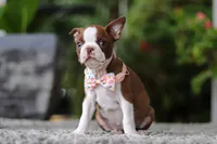 Stacy, a female Boston Terrier for sale in Dundee, OH – Photo 5 of 9