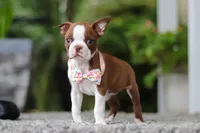 Stacy, a female Boston Terrier for sale in Dundee, OH – Photo 1 of 9