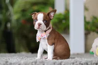 Stacy, a female Boston Terrier for sale in Dundee, OH – Photo 7 of 9