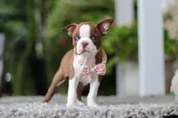 Stacy, a female Boston Terrier for sale in Dundee, OH – Photo 9 of 9