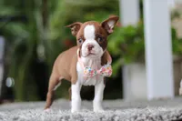 Stacy, a female Boston Terrier for sale in Dundee, OH – Photo 6 of 9