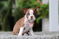 Stacy, a female Boston Terrier for sale in Dundee, OH – Photo 2 of 9