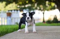 Seth, a male Boston Terrier for sale in Dundee, OH – 2 of 8