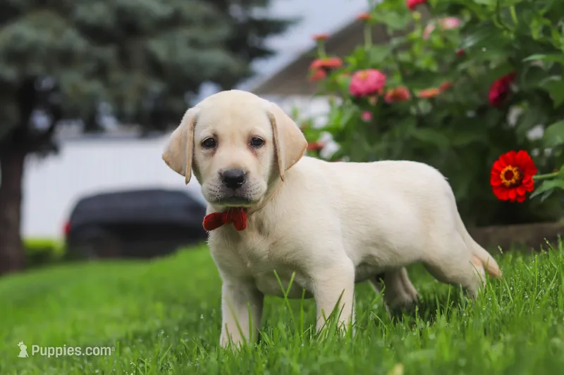 Bobby – Labrador Retriever puppy for sale in Dundee, OH