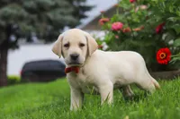 Bobby, a male Labrador Retriever for sale in Dundee, OH – 1 of 7
