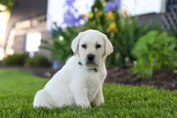 Barney, a male Labrador Retriever for sale in Dundee, OH – 2 of 6