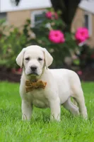 Bernie, a male Labrador Retriever for sale in Dundee, OH – 2 of 7