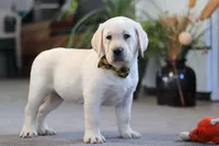 Barney, a male Labrador Retriever for sale in Dundee, OH – Photo 2 of 5