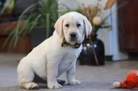 Barney, a male Labrador Retriever for sale in Dundee, OH – Photo 3 of 5