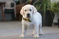 Barney, a male Labrador Retriever for sale in Dundee, OH – Photo 1 of 5