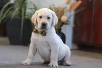 Barney, a male Labrador Retriever for sale in Dundee, OH – Photo 5 of 5