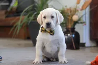 Barney, a male Labrador Retriever for sale in Dundee, OH – Photo 4 of 5