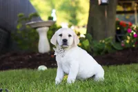 Kerri, a female Labrador Retriever for sale in Dundee, OH – 4 of 10