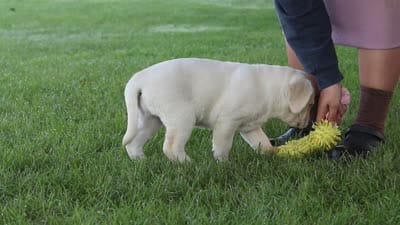 Kathy, a female Labrador Retriever for sale in Dundee, OH – 10 of 10