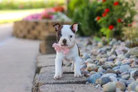 Sammy, a female Boston Terrier for sale in Dundee, OH – 3 of 10