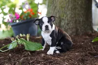 Missy, a female Boston Terrier for sale in Dundee, OH – 5 of 6