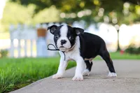 Seth, a male Boston Terrier for sale in Dundee, OH – 4 of 8