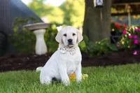 Kerri, a female Labrador Retriever for sale in Dundee, OH – 5 of 10