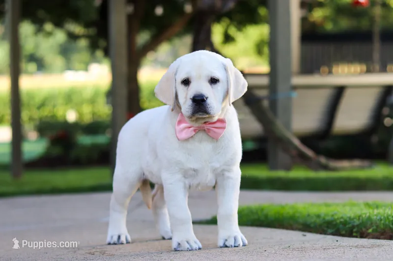 Kathy – Labrador Retriever puppy for sale in Dundee, OH