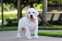 Kathy, a female Labrador Retriever for sale in Dundee, OH – 1 of 10